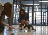Новый учебный корпус Новосибирского госуниверситета открыл кот Ништяк Новый учебный корпус Новосибирского госуниверситета открыл кот Ништяк