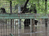 Из затопленного зоопарка Уссурийска улетел лев. Путина держат в курсе событий