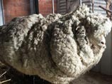 В Австралии c одичавшей овцы состригли 40 кг шерсти, которые грозили животному гибелью (ФОТО)