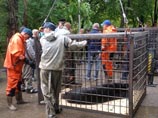 Умерла еще одна медведица из затопленного зоопарка Уссурийска Умерла еще одна медведица из затопленного зоопарка Уссурийска