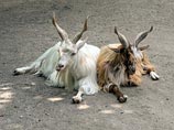 В Уссурийске до сих пор остается неизвестной судьба некоторых животных из зоопарка "Сапсан", затопленного в результате наводнения в конце прошлого месяца. В их числе - три камерунские козы, которых никто не видел с 30 августа