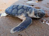 Дерзкая кража произошла в аквариуме австралийского города Перт - неизвестные похитили трех краснокнижных плоскоспинных морских черепашек, которые участвовали в программе восстановления вида