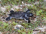 В австралийском Перте украли трех краснокнижных плоскоспинных морских черепах