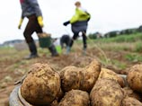В Кемеровской области жителям перед выборами дают дополнительные выходные для уборки картофеля