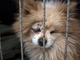 Группа защитников остановила грузовик, перевозивший более 200 собак, предназначенных для продажи на мясо в рестораны Группа защитников остановила грузовик, перевозивший более 200 собак, предназначенных для продажи на мясо в рестораны