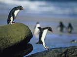 Пингвины сохраняют верность друг другу, несмотря на длительные разлуки