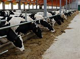 "НГ": производство молока падает, количество суррогатов растет