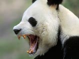 На одной из ферм провинции Сычуань на западе Китая произошел грабеж. Дикая панда 8 сентября забрела на пасеку в округе Баоксинь и была замечена за бесцеремонным поеданием меда