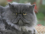 В Сыктывкаре должник предложил приставам забрать его "дурного" персидского кота