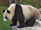 В Китае панда забралась на пасеку и бесстыдно съела содержимое десяти ульев (ФОТО)