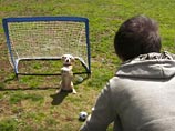 Собака породы бигль стала двукратной рекордсменкой - она умеет защищать футбольные ворота, ловя мяч лапами (ВИДЕО)