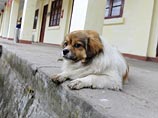 В китайской деревне власти пригрозили убить домашних собак, если жители не избавятся от питомцев сами В китайской деревне власти пригрозили убить домашних собак, если жители не избавятся от питомцев сами