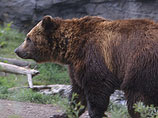 В Омской области избиратели ходили смотреть на медведя, "явка высокая"