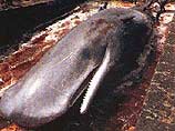 США осудили Японию за незаконный промысел китов