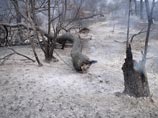 Власти Иркутской области приняли решение снять режим ЧС в регионе, объявленный в связи с лесными пожарами Власти Иркутской области приняли решение снять режим ЧС в регионе, объявленный в связи с лесными пожарами
