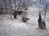 Власти Иркутской области приняли решение снять режим ЧС в регионе, объявленный в связи с лесными пожарами