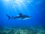 Гавайский рыбак избил тигровую акулу, укусившую его за ногу (ВИДЕО)