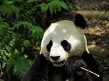 Трем китайцам грозит казнь за убийство и съедение панды