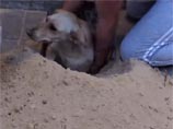 В Воронеже жители спасли беременную собаку, заживо замурованную дорожными строителями (ВИДЕО)
