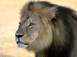 Суд в Зимбабве уже дважды отложил рассмотрение дела против организатора охоты на льва Сесила