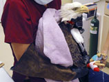 В США скончался белоголовый орлан, за жизнью которого несколько лет следили телезрители