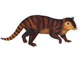 Кимбетопсалис имел около двух футов (60 см) в длину и весил 10-40 кг, кроме того, у него были выступающие передние резцы, позволявшие откусывать ветки и листья