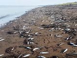 На побережье Сахалина зафиксирован массовый выброс сардин (ВИДЕО)