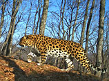 Опекаемый Путиным национальный парк сфотографировал всех своих леопардов, облегчив охрану редкого вида