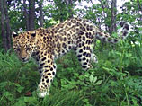 На протяжении трех лет с помощью фотоловушек фиксировались все передвижения леопардов