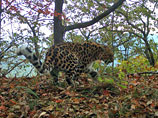Опекаемый Путиным национальный парк сфотографировал всех своих леопардов, облегчив охрану редкого вида 