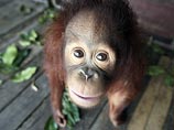 Специалисты из малайзийского Центра реабилитации орангутанов в заповеднике Сепилок забрали мать и детеныша и поместили их в карантин на три месяца, чтобы убедиться в отсутствии у них заболеваний