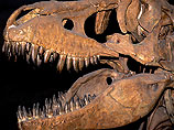 Группа монголов на минивэнах украла у золотодобытчиков череп динозавра