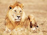 Датский зоопарк приглашает детей на публичное вскрытие льва, умерщвленного в целях уменьшения популяции