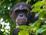 Израильские шимпанзе устроили забастовку в ЮАР