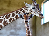 В американском зоопарке погиб детеныш жирафа во время визита VIP-персон
