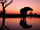 Крупнейший слон убит в национальном парке в Зимбабве