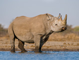 Техасский охотник на носорогов подал в суд на авиакомпанию за отказ перевозить его трофей из Африки