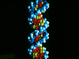Ученым впервые удалось "прооперировать" трехмерный человеческий геном - отредактировать упаковку ДНК
