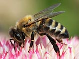 Кофеин, содержащийся в пыльце некоторых растений, заставляет пчел отдавать им предпочтение