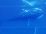 Международная группа океанологов смогла получить фотографии редчайших китов - полосатиков Омуры (Balaenoptera omurai) - в естественной среде обитания
