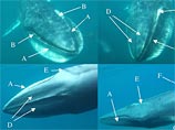 Океанологи получили редкие кадры "неуловимых" китов 