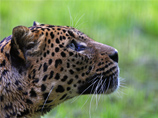 В Приморье автомобиль сбил одного из самых известных леопардов Национального парка "Земля леопарда", опекаемого президентом РФ Владимиром Путиным