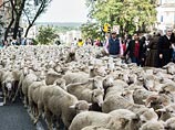 Испанские пастухи в минувшие выходные прогнали 2000 овец по центральным улицам Мадрида, воспроизводя старинный праздник перегона отар Fiesta de la Trashumancia, насчитывающий около семи веков
