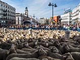 2000 овец прошли по дорогам Мадрида, отстаивая свои права на древние перегонные пути