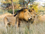 Популяция львов быстро сокращается на всем африканском континенте