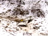 Находка изувеченных тушек байкальской нерпы взбаламутила Сеть и подняла на ноги полицию Находка изувеченных тушек байкальской нерпы взбаламутила Сеть и подняла на ноги полицию