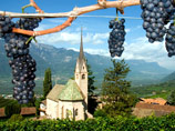Италия в этом году стала лидером мирового виноделия