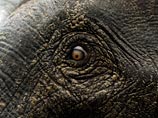 В Таиланде дикий слон убил двух рабочих каучуковой плантации