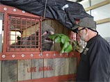 Последний суматранский носорог, обитавший в США, отправлен в Индонезию со спасательной миссией