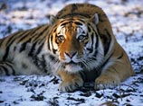 Амурский тигр занесен в Красную книгу РФ, охота на него строго запрещена